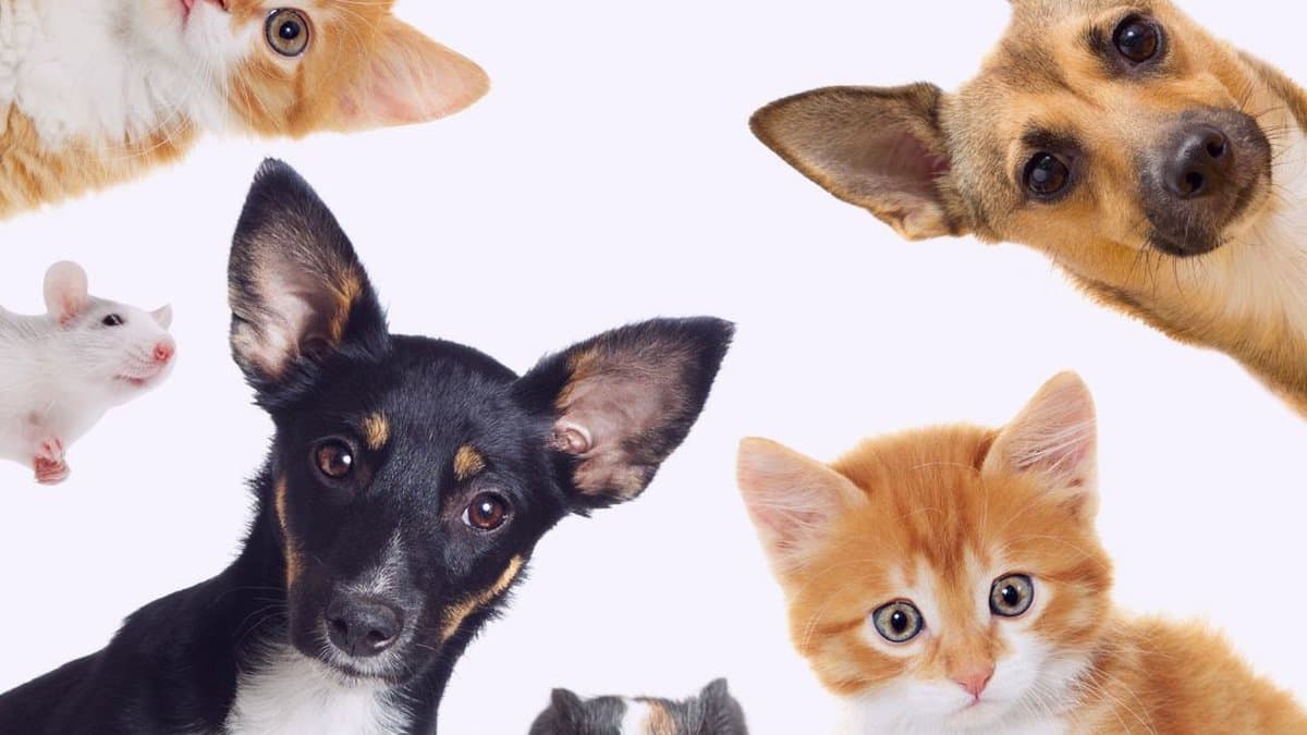 The Five Freedoms Of Animal Welfare