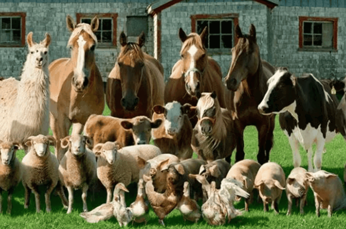 Vet School Interview Questions Data Interpretation Photo Image Discuss Questions and Answers Mock Panel MMI UK TheUKCATPeople Farm Animals.png