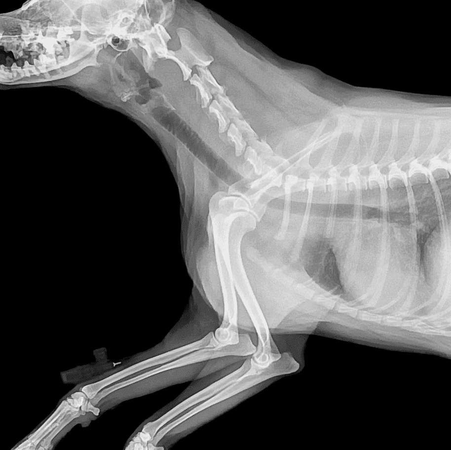 Vet School Interview Questions Data Interpretation Photo Image Discuss Questions and Answers Mock Panel MMI UK TheUKCATPeople Farm Animals.png