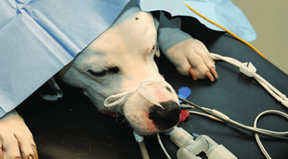 Vet School Interview Questions Data Interpretation Photo Image Discuss Questions and Answers Mock Panel MMI UK TheUKCATPeople Farm Animals.png